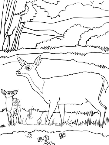 Baby Mule Deer With Mother Coloring Page